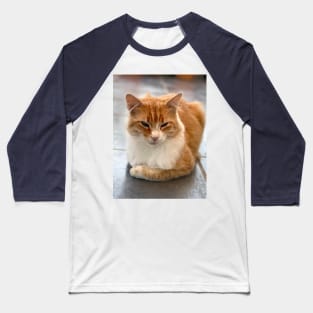 reverent young red-haired cat Baseball T-Shirt